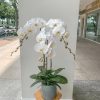 Chậu Lan giá rẻ #LHĐ04 ,.Shop Hoa Sa Đéc