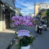 Chậu Lan đẹp #LHĐ06 ,.Shop Hoa tươi sa đéc