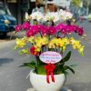 Chậu Lan Hồ Điệp #LHĐ05 ,.Hoa tươi sa đéc